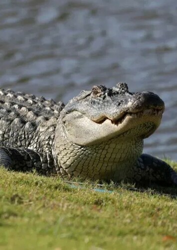 Anna the American Alligator