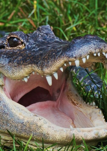 Annie the Alligator