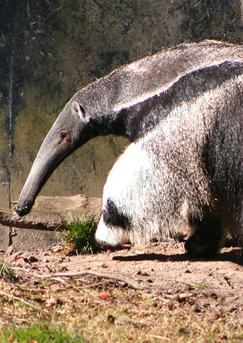 Anteater