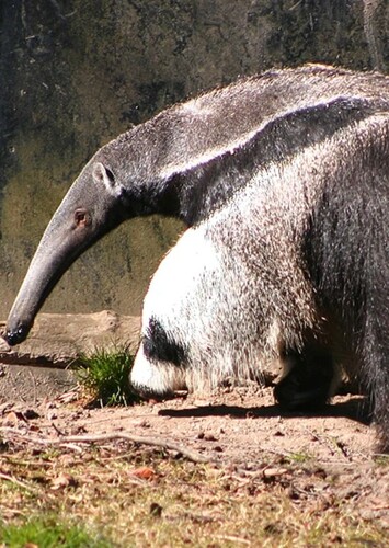 Anteater