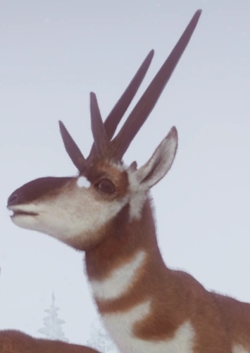 Antelope