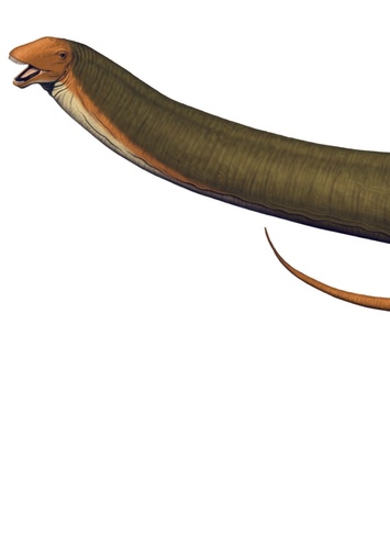 Apatosaurus