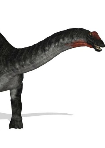 Apatosaurus
