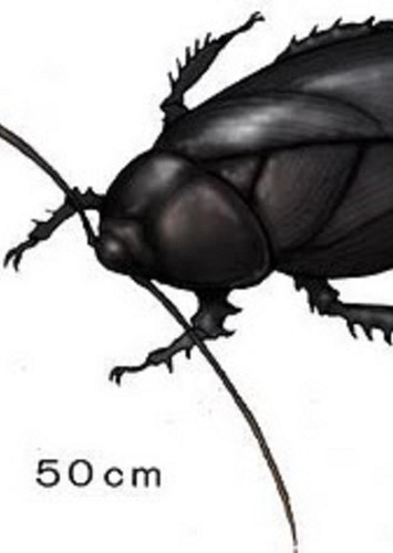 Aphthoroblattina