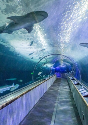 Aquarium of the Bay