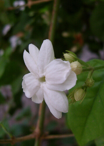 Arabian Jasmine