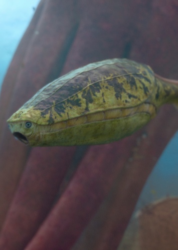 Arandaspis