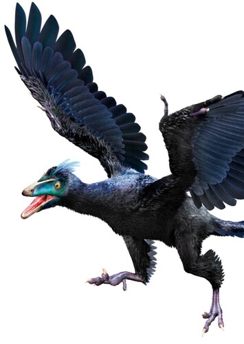 Archaeopteryx