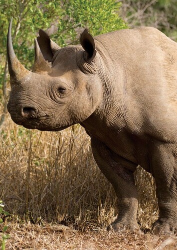 Archie The Rhinoceroses