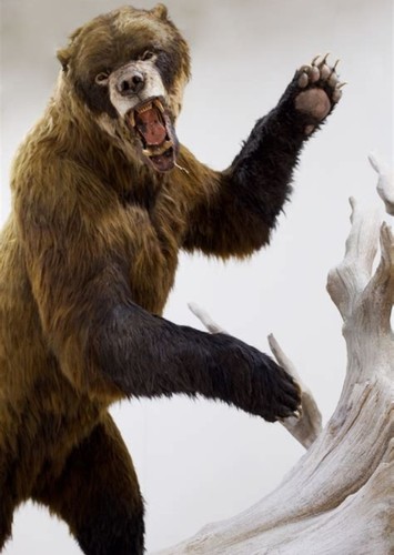 Arctodus / Short-faced Bear