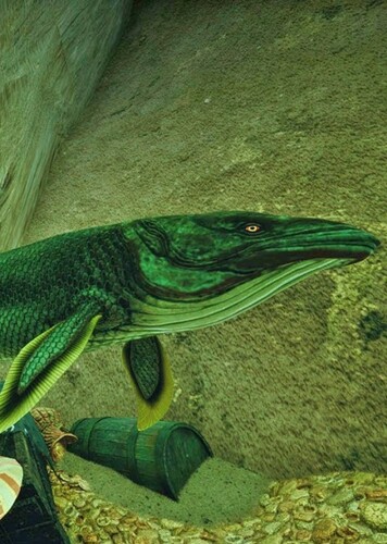 Arganodus