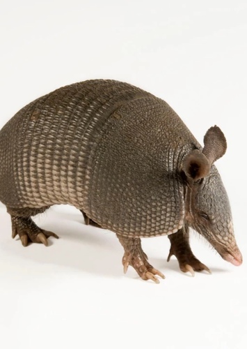 Armadillo