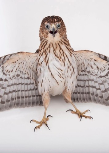 Armstrong the Chicken Hawk