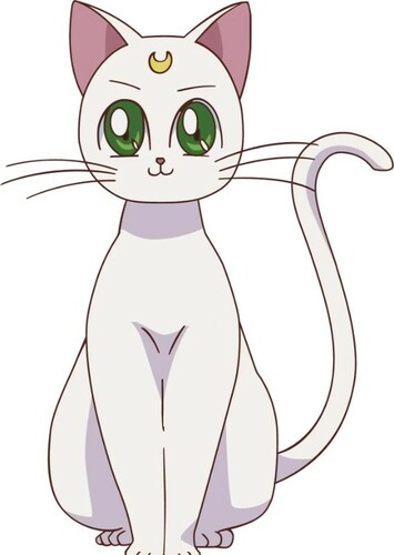 Artemis the cat