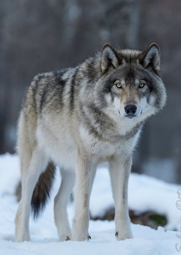 Artic Wolf