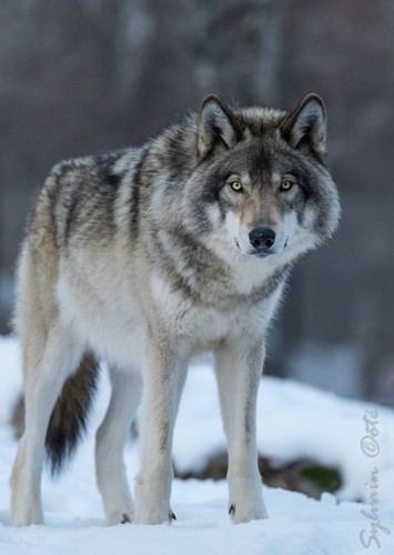 Artic Wolf