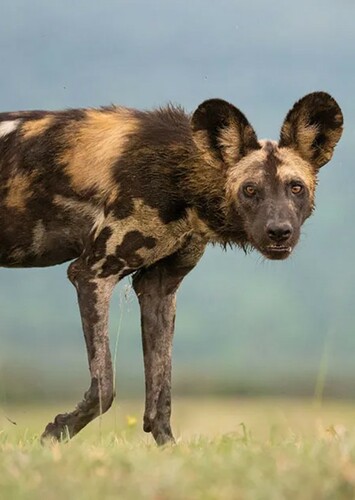 Arty the African Wild Dog