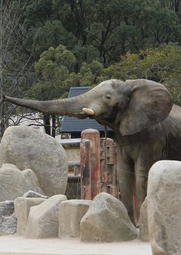 Asa Zoological Park