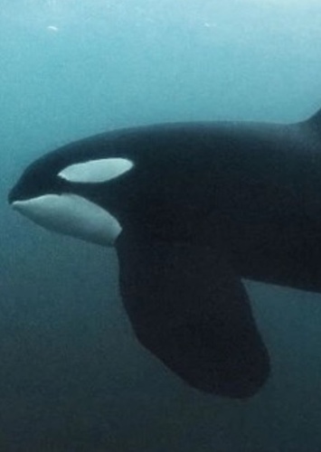Ashley the Killer Whale