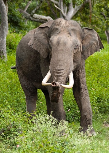 Asian Elephant
