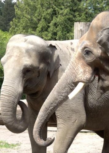 Asian Elephant