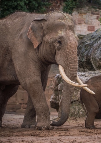 Asian Elephant