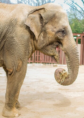 Asian Elephant