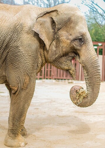 Asian Elephant