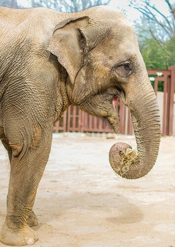 Asian Elephant
