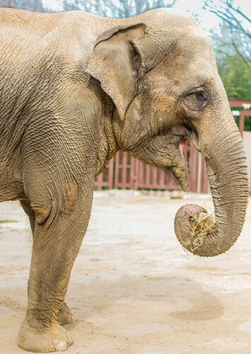 Asian Elephant