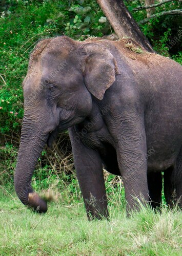 Asian Elephant