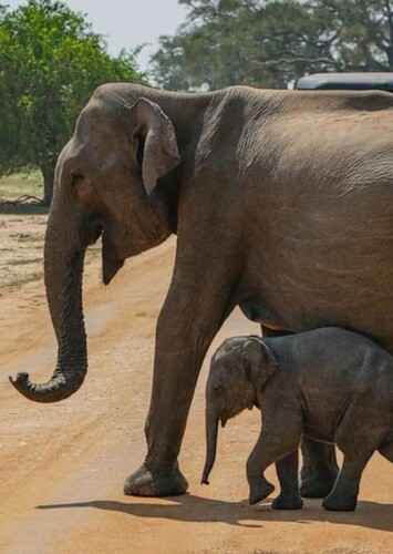 Asian Elephant