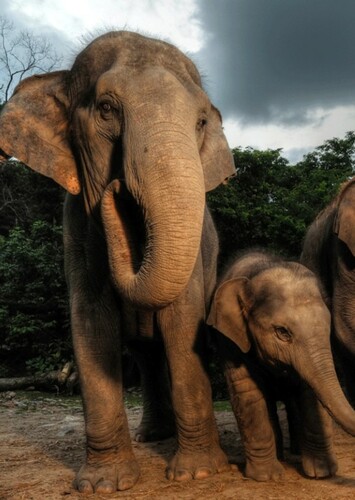 Asian Elephant