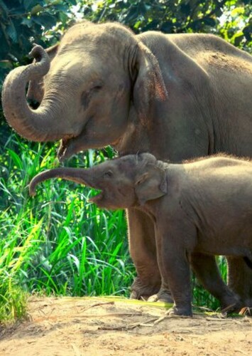 Asian Elephant