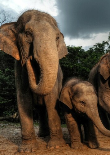 Asian Elephant