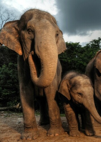 Asian Elephant