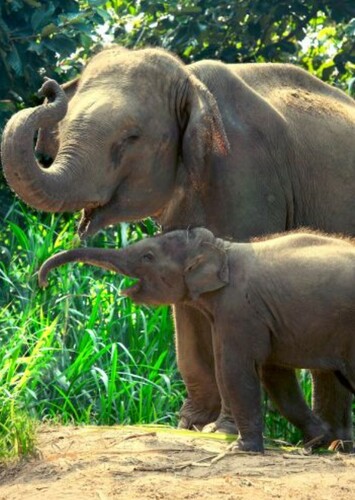 Asian Elephant