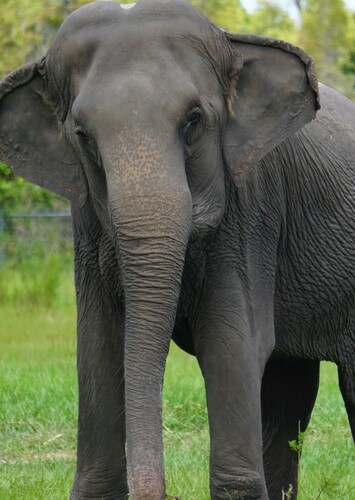Asian Elephant