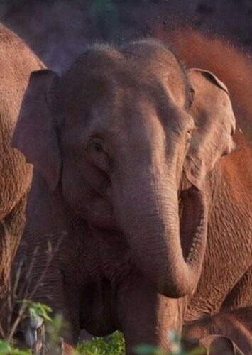 Asian Elephant
