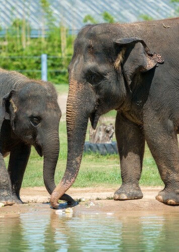 Asian Elephant