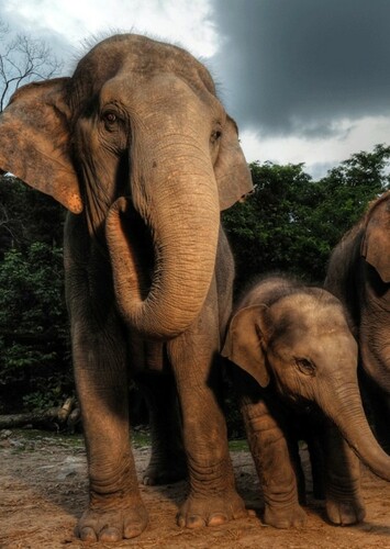 Asian Elephant