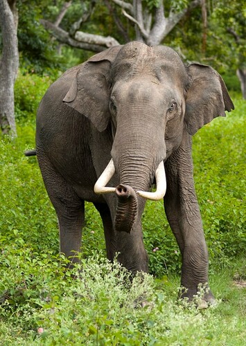 Asian Elephant