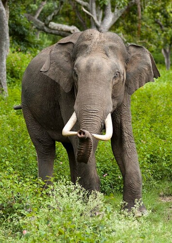 Asian Elephant