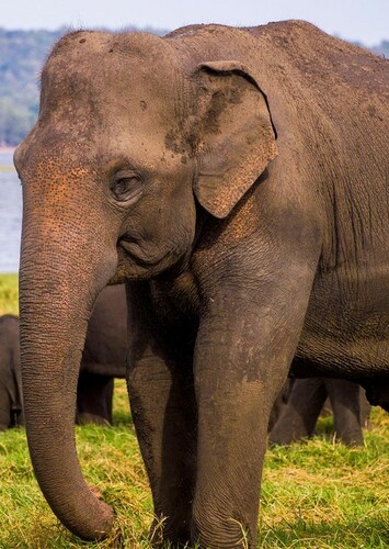 Asian Elephant