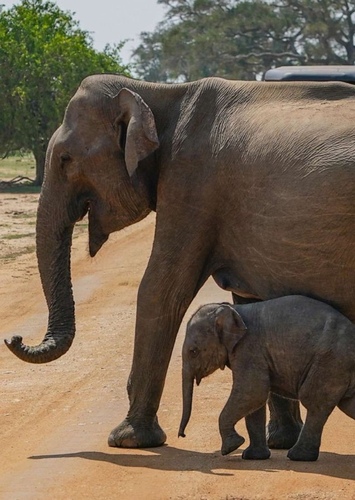 Asian Elephant