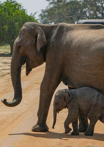 Asian Elephant