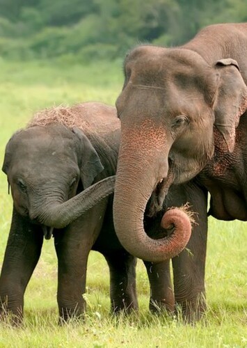 Asian Elephant