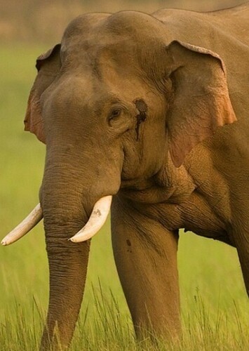 Asian Elephant