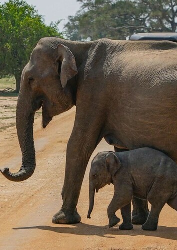 Asian Elephant
