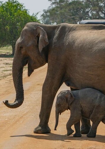 Asian Elephant